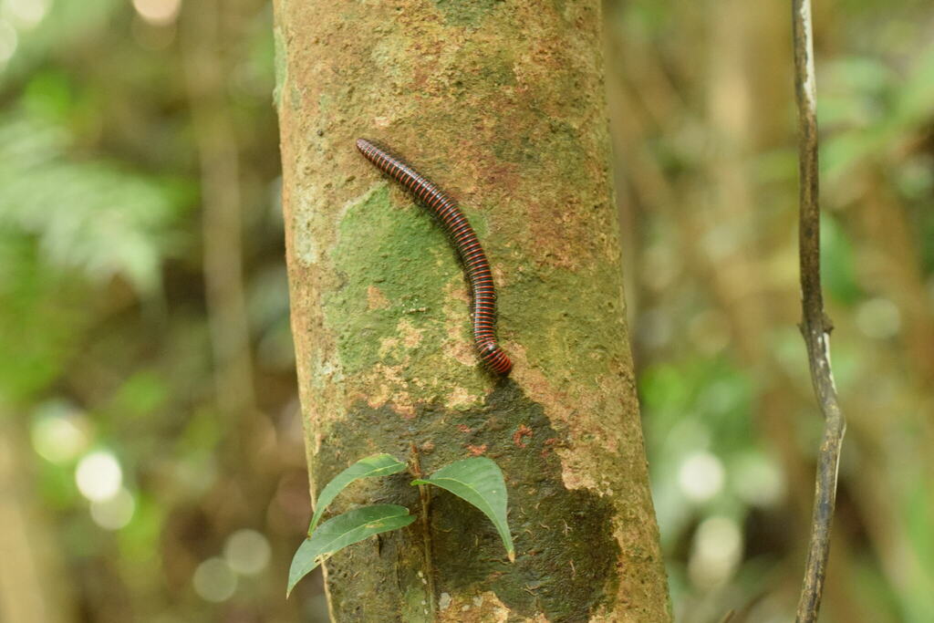 Spirobolus akamma in April 2024 by taisha568 · iNaturalist