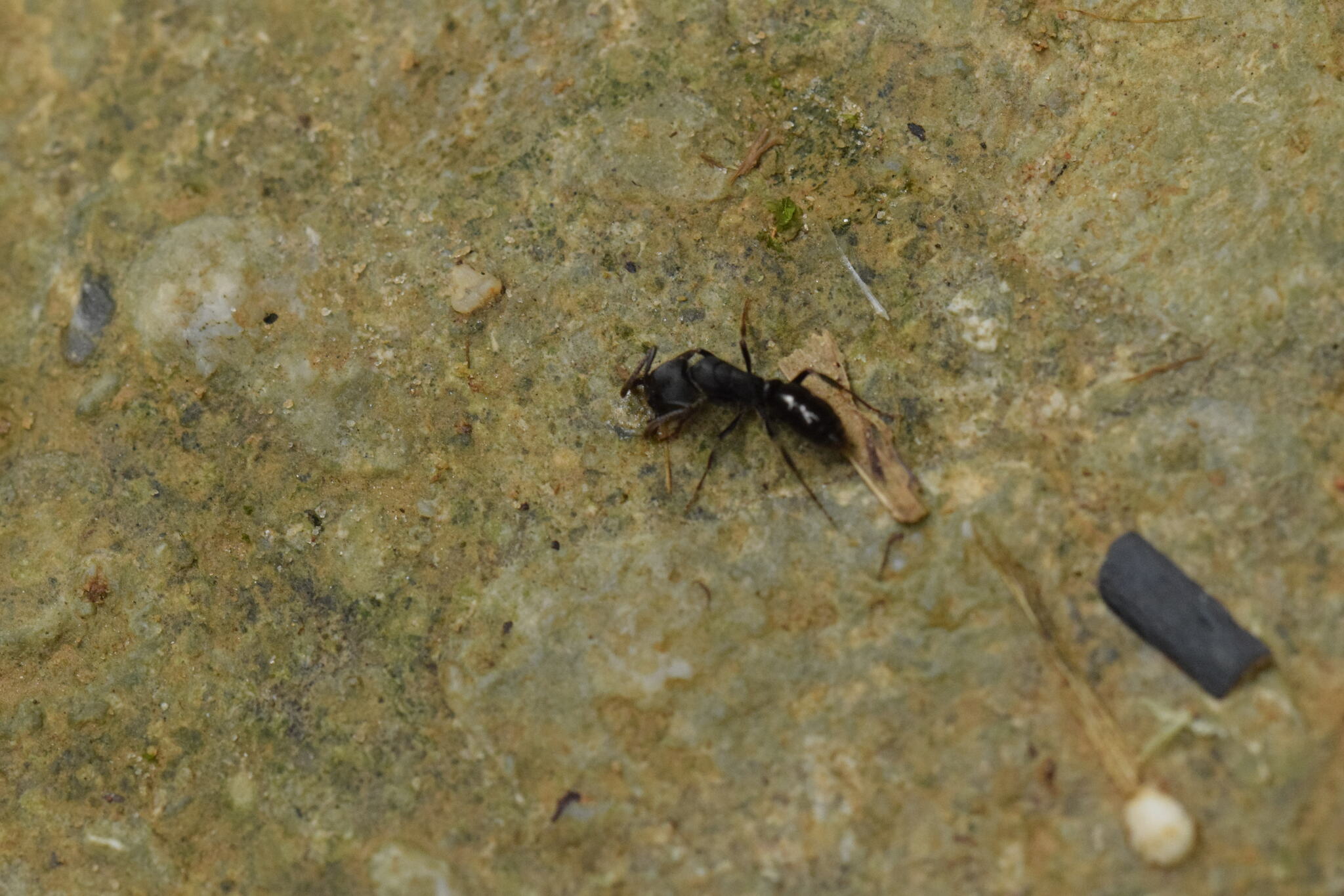 Ectomomyrmex horni