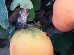 Anisoscelis marginellus