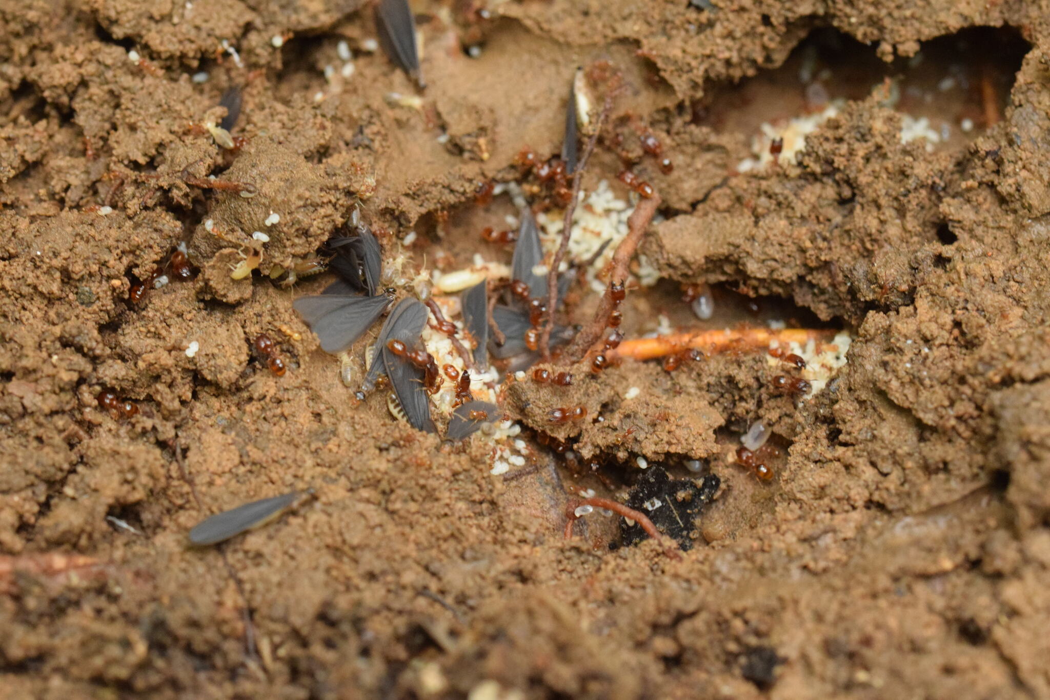 Pheidole ryukyuensis