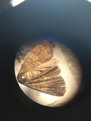 Hydrillodes nilgirialis