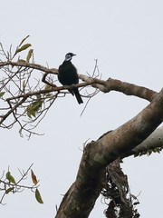Gymnoderus foetidus