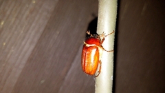 Phyllophaga futilis
