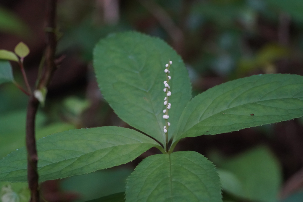 Sói Nhật – Chloranthus serratus