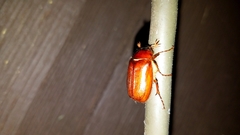 Phyllophaga futilis