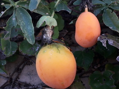 Anisoscelis marginellus