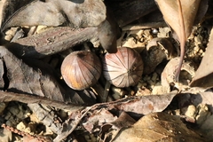 Lithocarpus litseifolius
