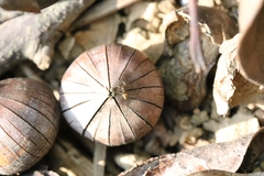 Lithocarpus litseifolius, photograph author not stated, no rights reserved