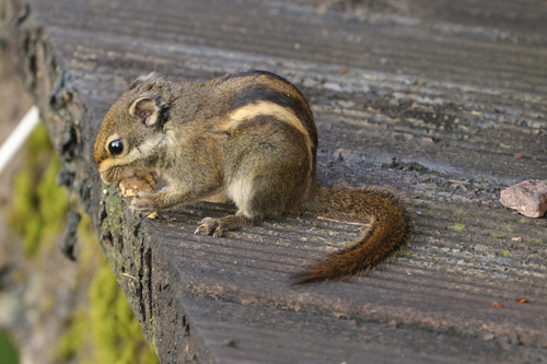 Maritime Striped Squirrel
