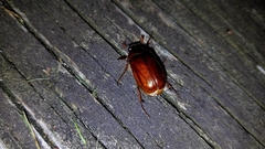 Phyllophaga futilis