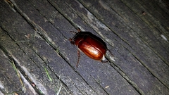 Phyllophaga futilis
