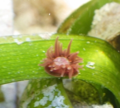 Anemonia sargassensis