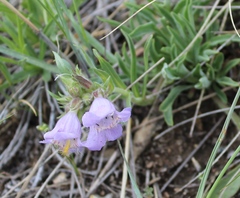 Penstemon eriantherus