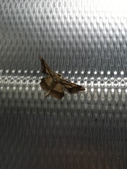 Krananda latimarginaria