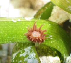 Anemonia sargassensis