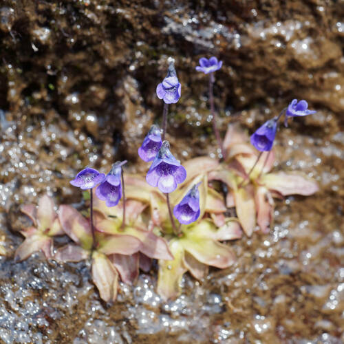 Pinguicula leptoceras