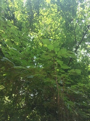 Carpinus tropicalis