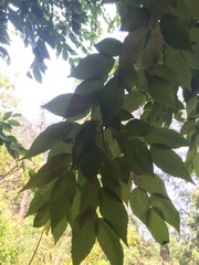 Carpinus tropicalis
