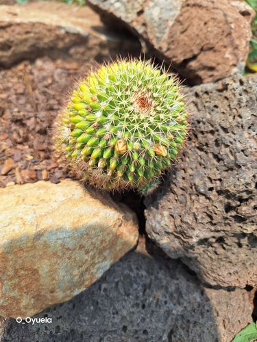 Image of Mammillaria voburnensis by (c) Olvin Wilfredo Oyuela, some rights reserved (CC BY-SA)