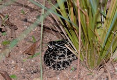 Bothrops alternatus