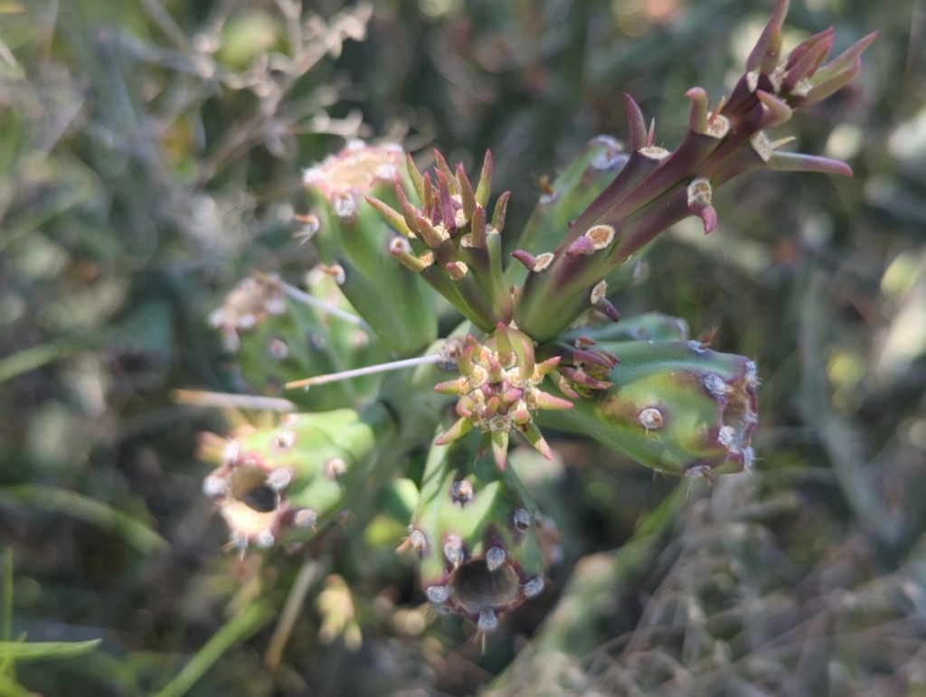 Cylindropuntia × tetracantha; photograph Tom Field, CC BY, iNaturalist via GBIF
