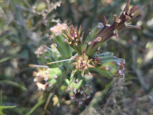 Cylindropuntia tetracantha