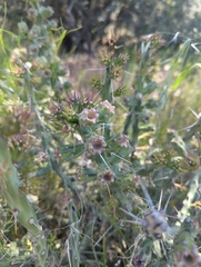 Tom Field, CC BY, iNaturalist via GBIF Cylindropuntia × tetracantha, photograph Tom Field, CC BY, iNaturalist via GBIF