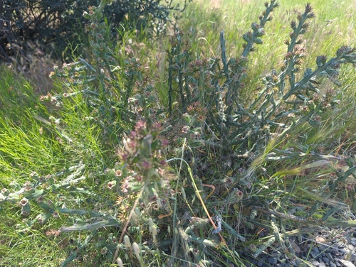 Cylindropuntia × tetracantha, photograph 2