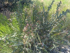 Cylindropuntia × tetracantha, photograph Tom Field, CC BY, iNaturalist via GBIF