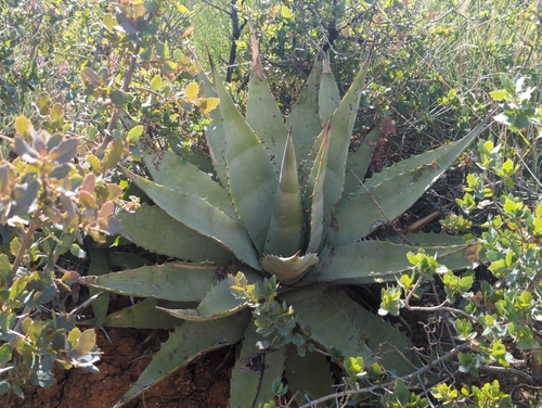 Goldenflower century plant (Agave chrysantha)