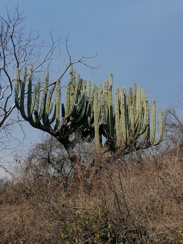 Image of Pachycereus weberi by (c) Erick Vélez Sánchez, some rights reserved (CC BY)