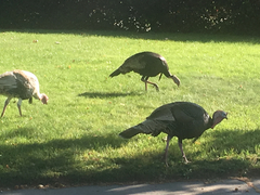 Meleagris gallopavo intermedia