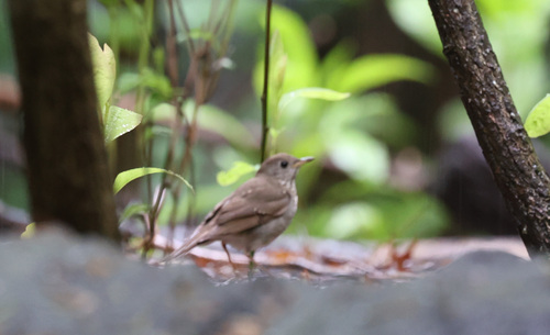 Bicknell's Thrush (Catharus bicknelli), photo 10