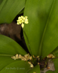 Clintonia