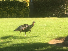 Meleagris gallopavo intermedia
