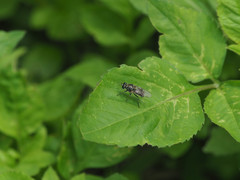 Adoxomyia