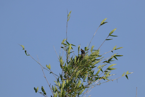 Crested Myna
