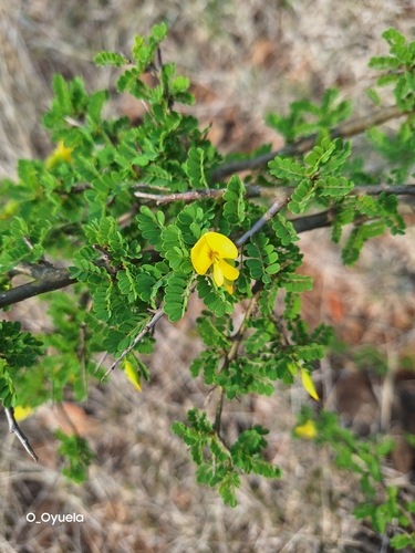 Diphysa spinosa