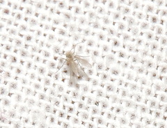 Phlebotominae