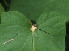 Aspidimorpha miliaris