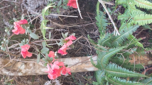 Image of Rhododendron simsii by (c) 賴碧珠, some rights reserved (CC BY)