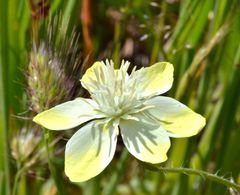 Platystemon californicus