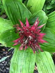 Aechmea fasciata