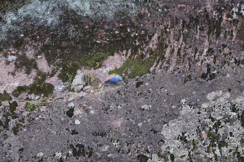 Blue Rock-Thrush