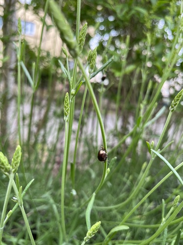 Chrysolina americana
