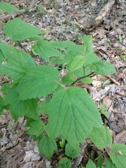 Viburnum acerifolium