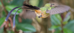 Black-Tailed Trainbearer photo 1