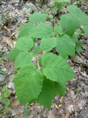 Viburnum acerifolium