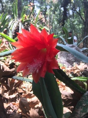 Disocactus speciosus speciosus