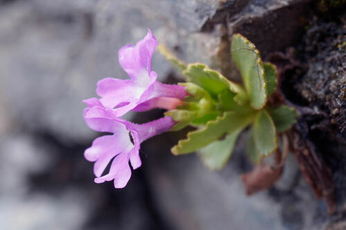Primula daonensis, photograph 6